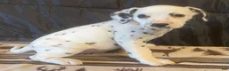Dalmatian dogs for sale: Sugar - Ad 1