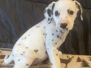 Dalmatian dogs for sale: Sugar - Ad 3