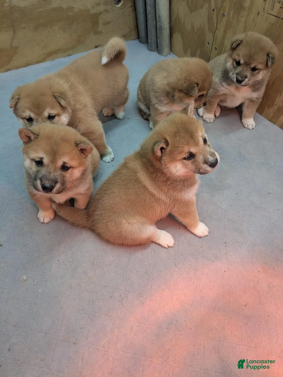Shiba Inu dogs for sale: Tassy - Ad 21