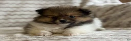 Pomeranian dogs for sale: Roxy - Ad 6