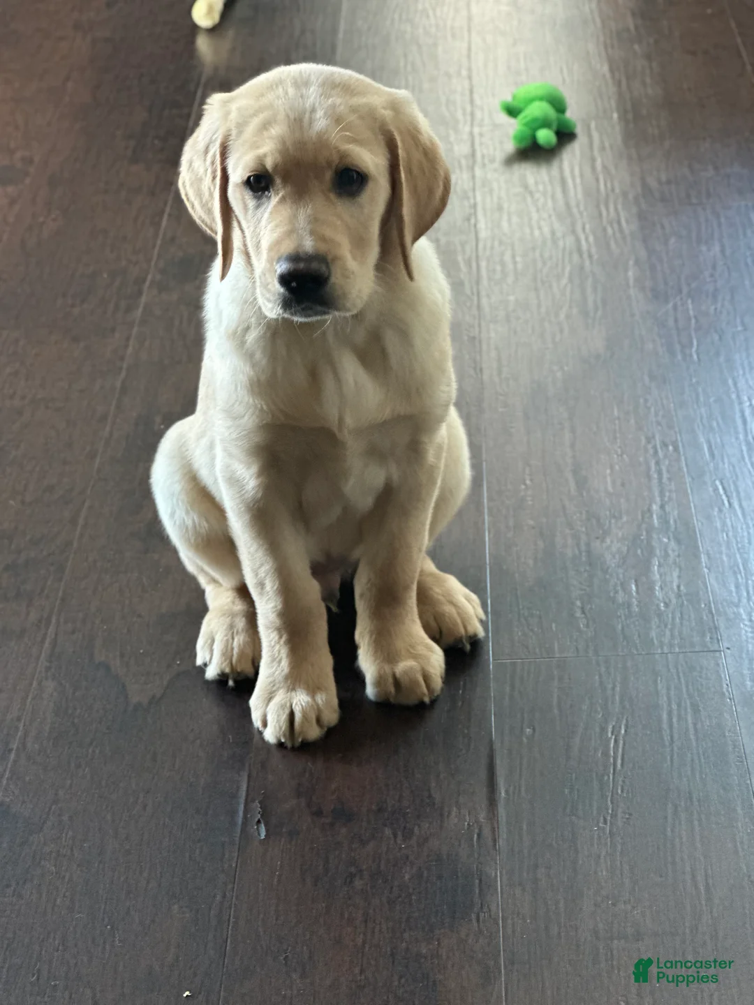 Goldador dogs for sale: Goldador Puppy 1 - Ad 4
