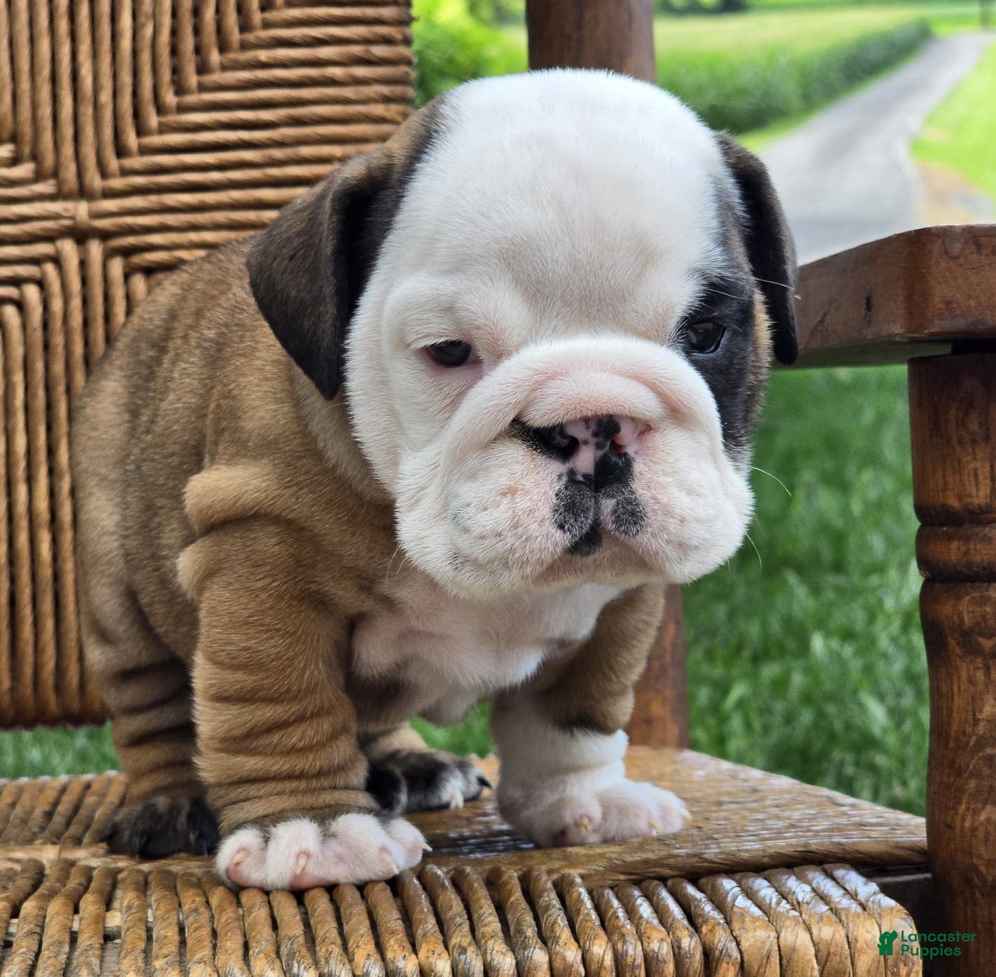 English Bulldog dogs Burrito - Ad 1