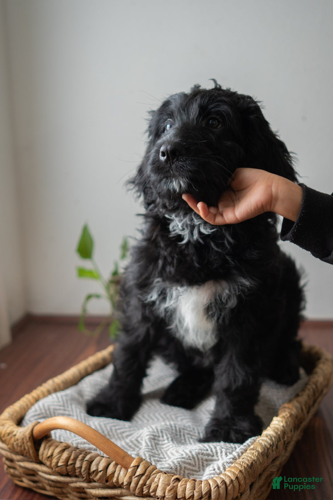 Mixed Breed dogs for sale: Mixed Breed Puppy 2 - Ad 2