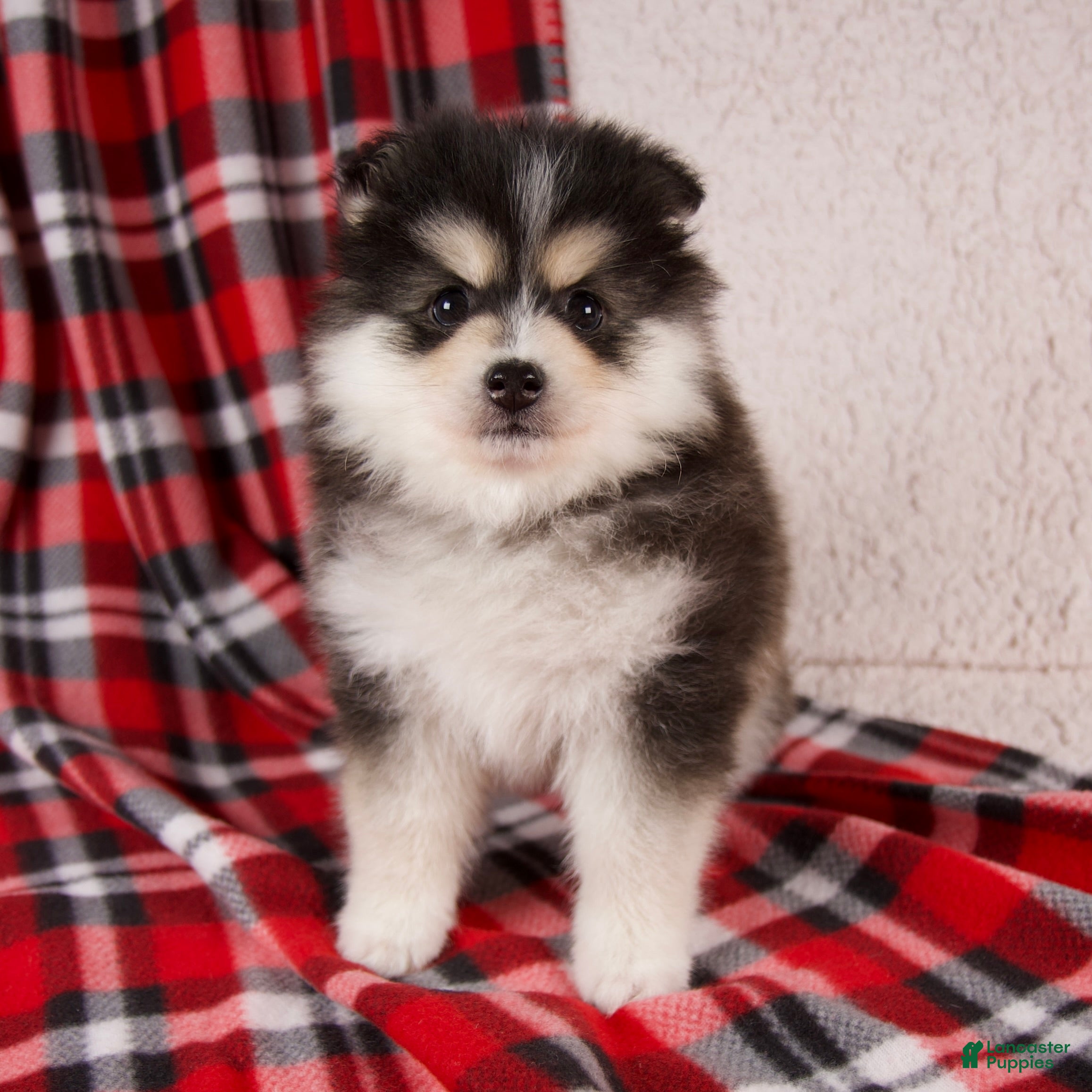 Pomsky dogs Jasper - Ad 1
