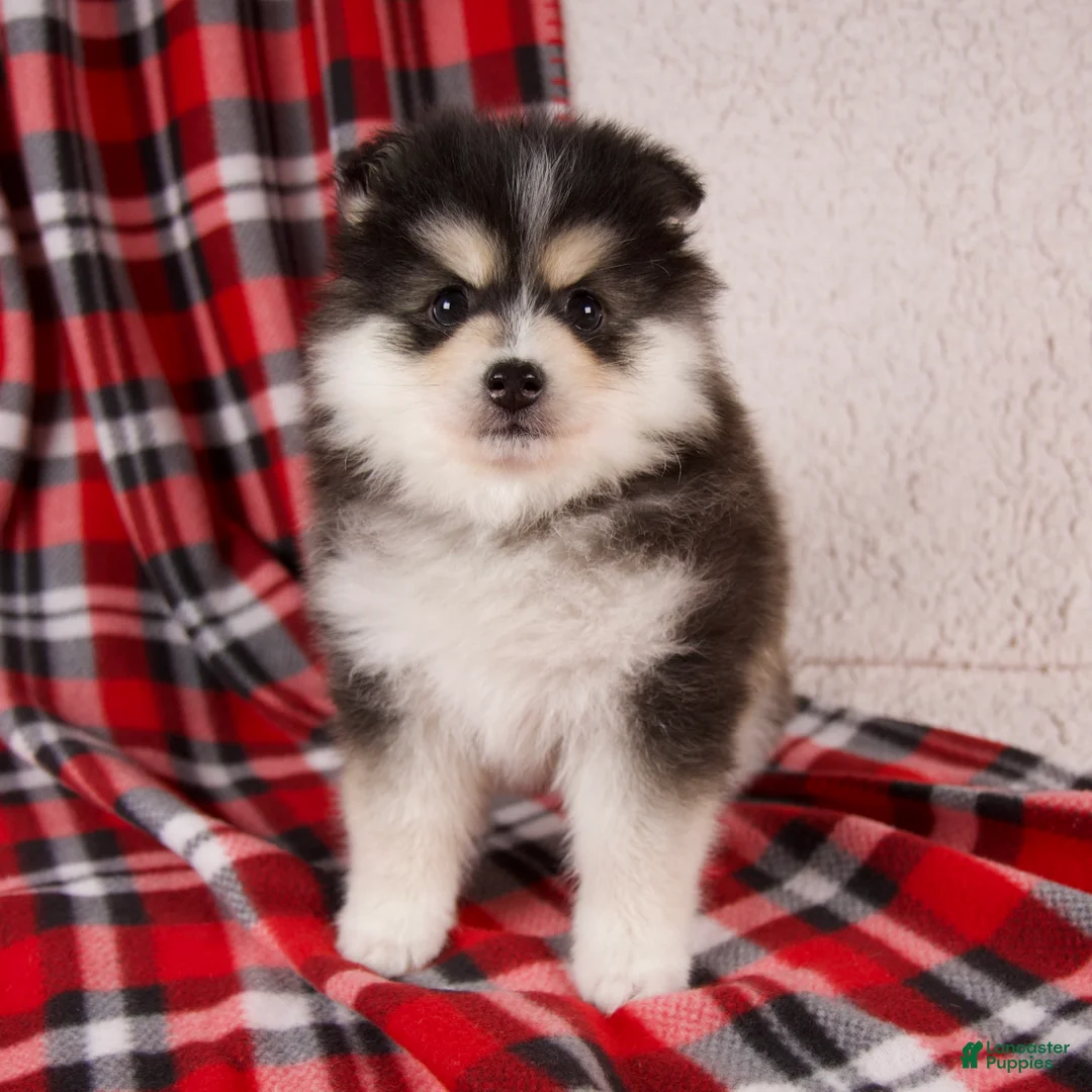 Pomsky dogs for sale: Jasper - Ad 1