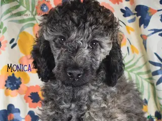 Mixed Breed dogs for sale: Monica - Ad 1