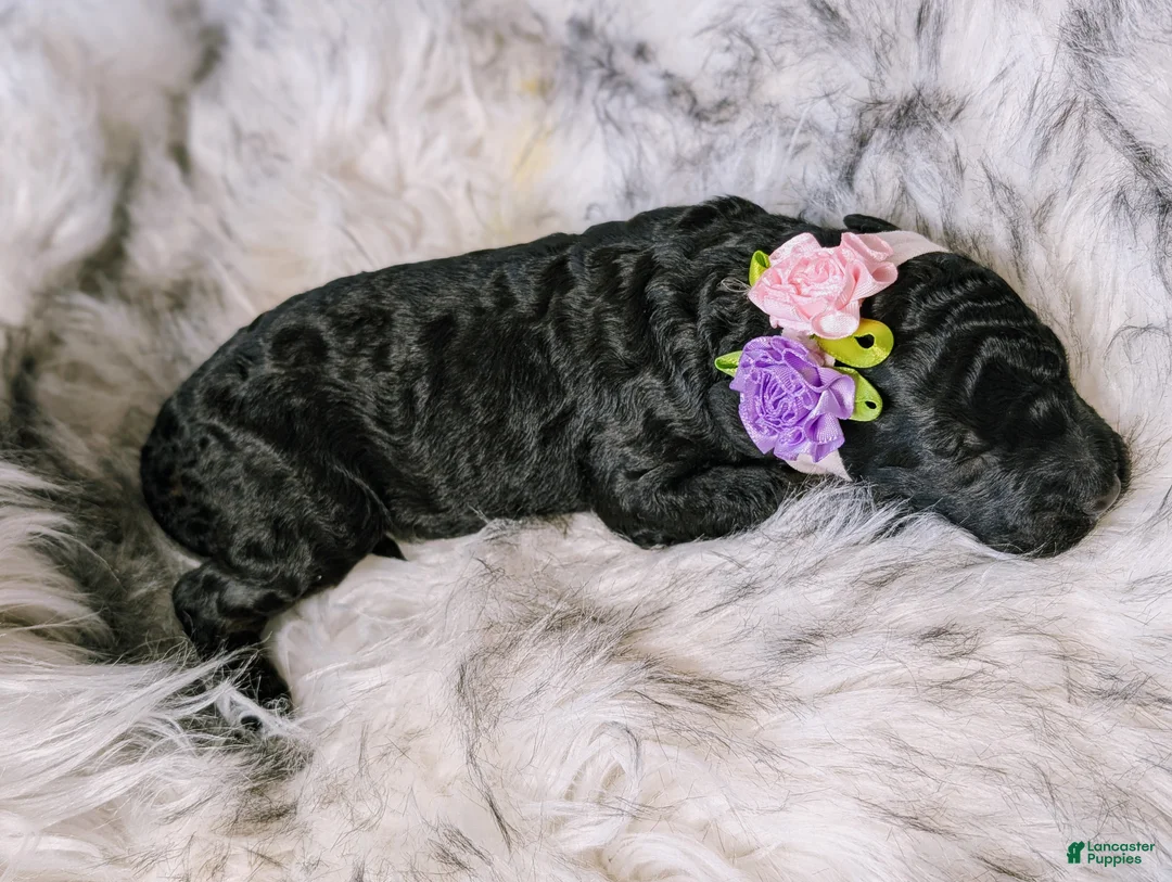 Mixed Breed dogs for sale: XENA - Ad 3