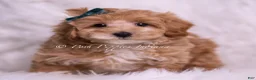 Maltipoo dogs for sale: Butterscotch - Ad 2