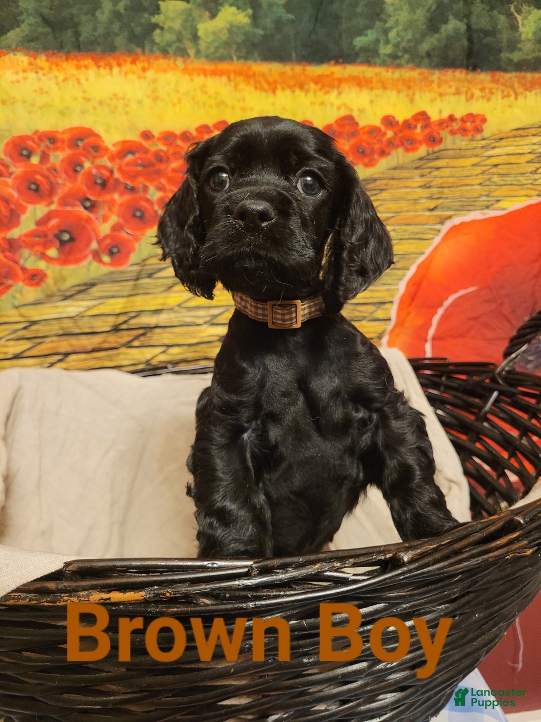 Cockapoo dogs for sale: Brown Boy  - Ad 4