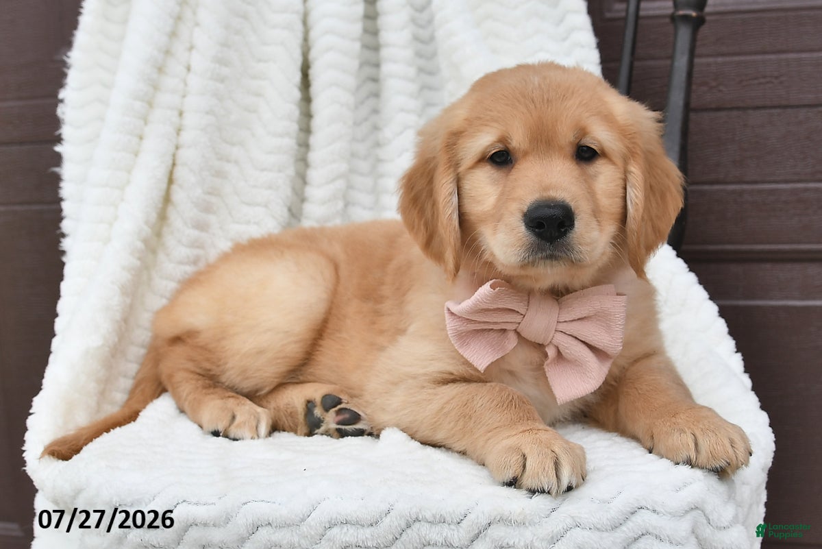 Golden Retriever dogs Chloe - Ad 2