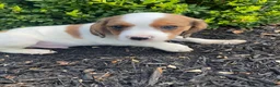 Mixed Breed dogs for sale: Skippy - Ad 7