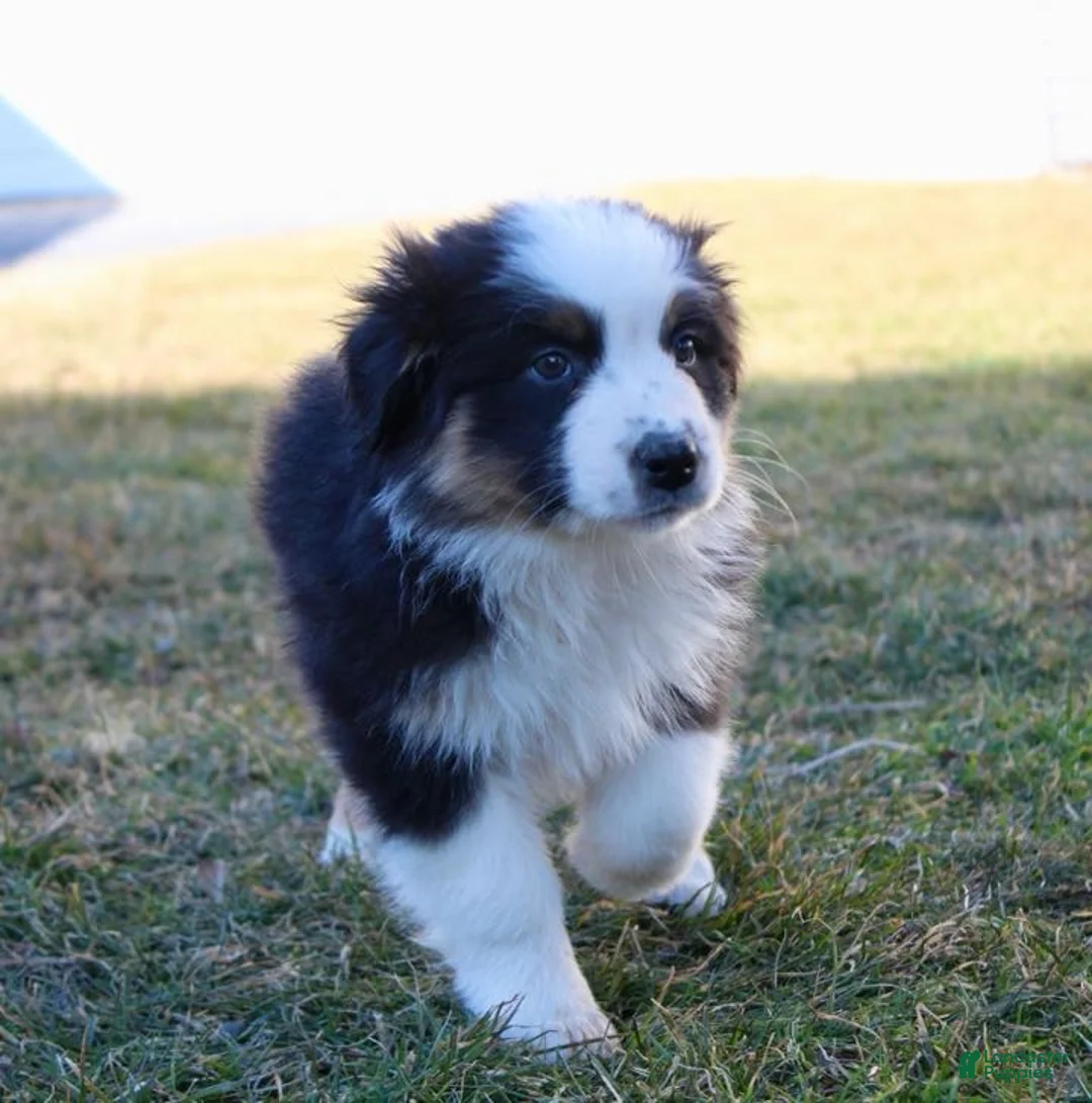 Australian Shepherd dogs for sale: Lucy - Ad 1