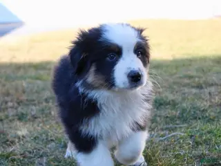 Australian Shepherd dogs for sale: Lucy - Ad 1
