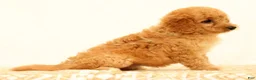 Mini Goldendoodle dogs for sale: Flurry - Ad 3
