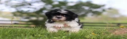 Shih Tzu dogs for sale: Jayden - Ad 3