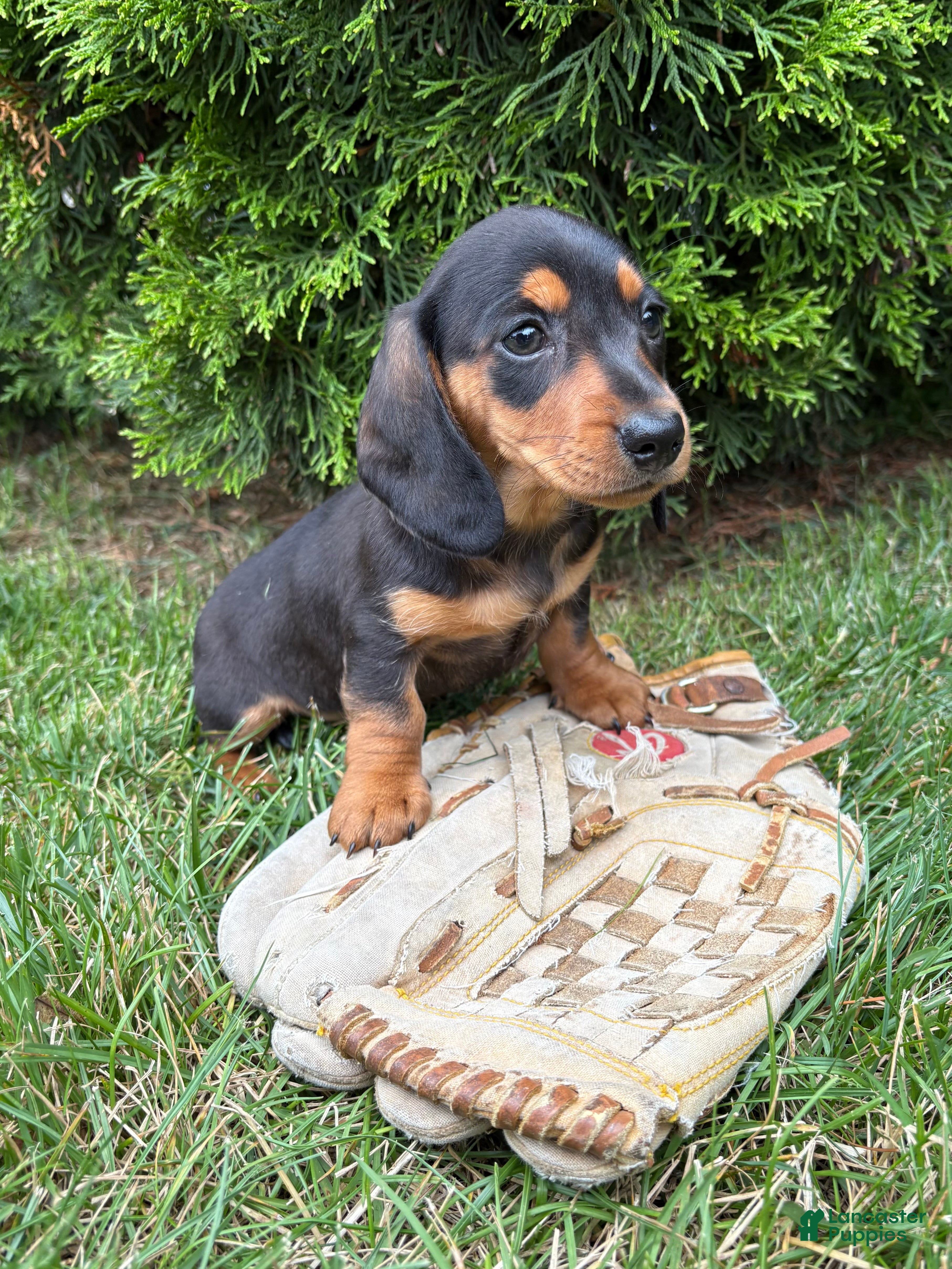 Dachshund dogs Stella - Ad 2