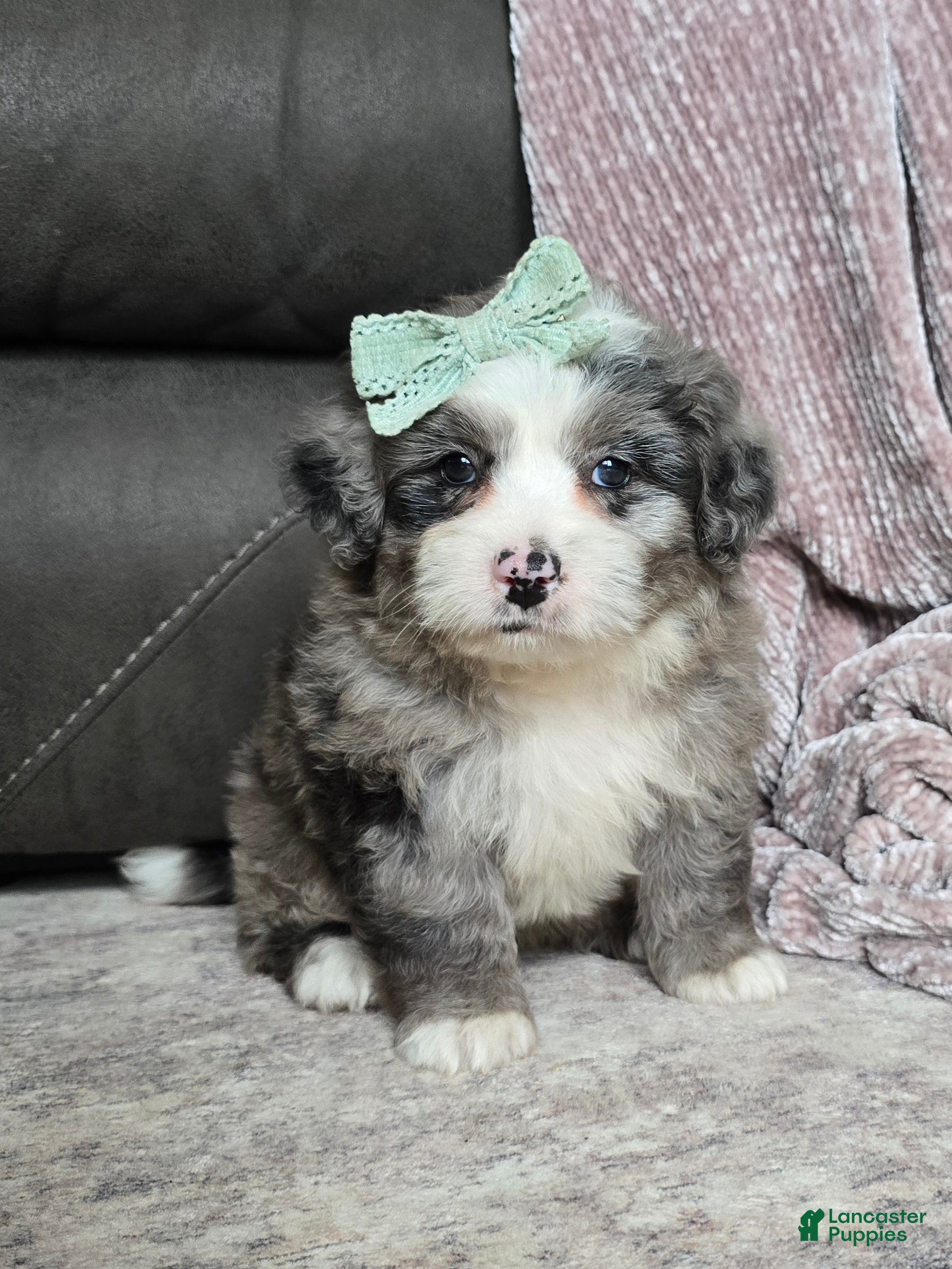 Mini Bernedoodle dogs Mini Wyatt  - Ad 1