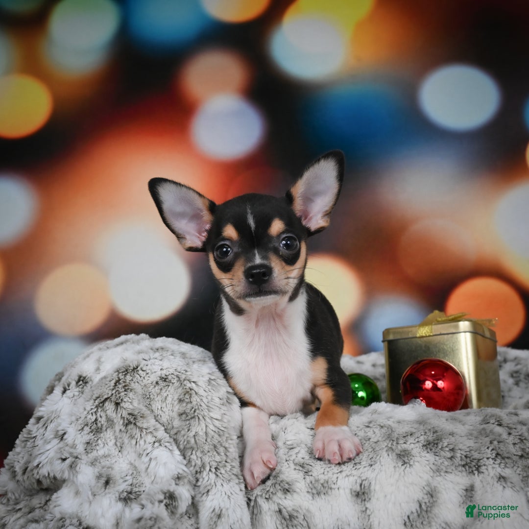 Chihuahua dogs for sale: Luca - Ad 12