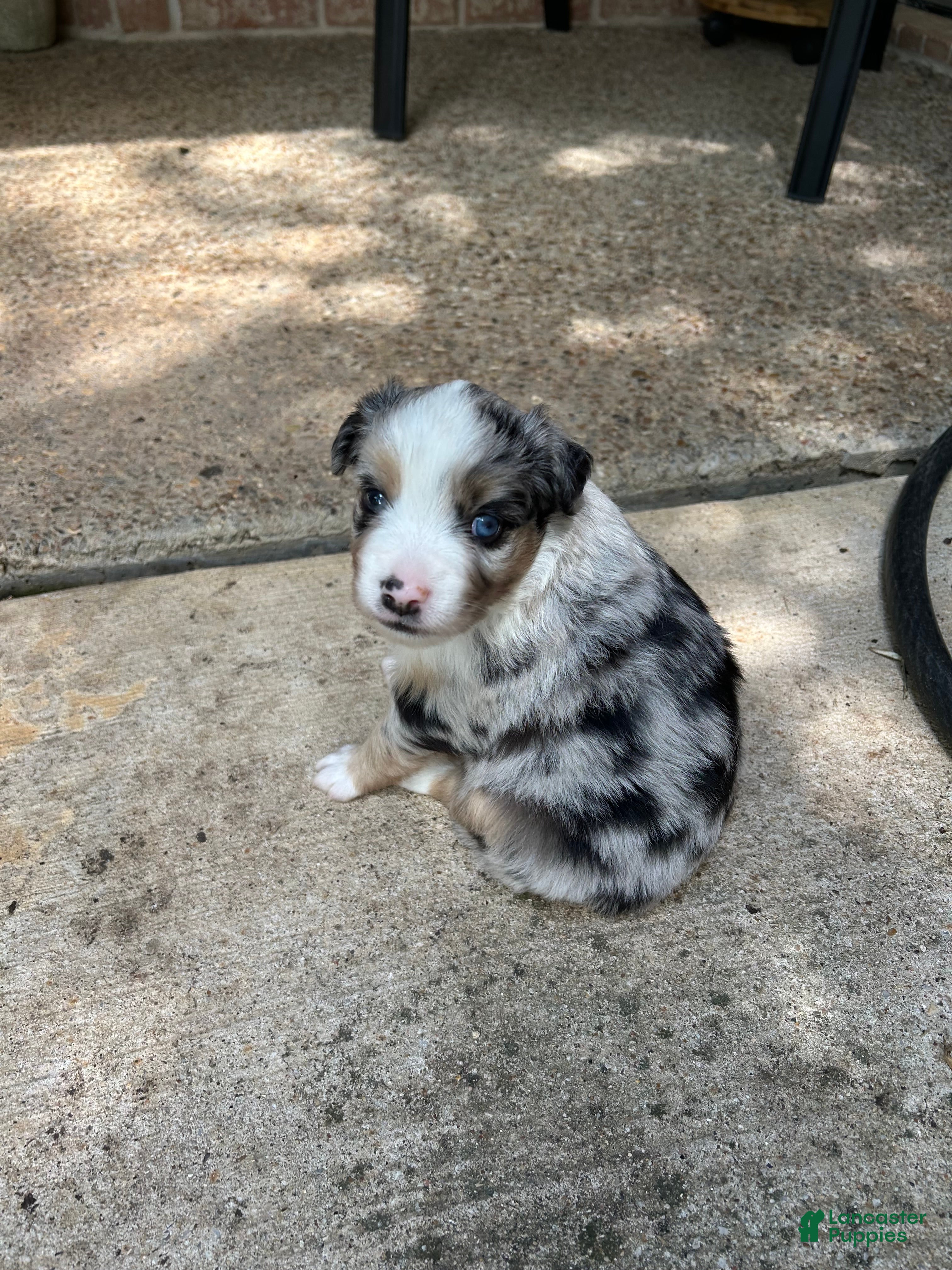 Miniature Australian Shepherd dogs Willa - Ad 5