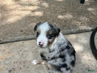 Miniature Australian Shepherd dogs Willa - Ad 10