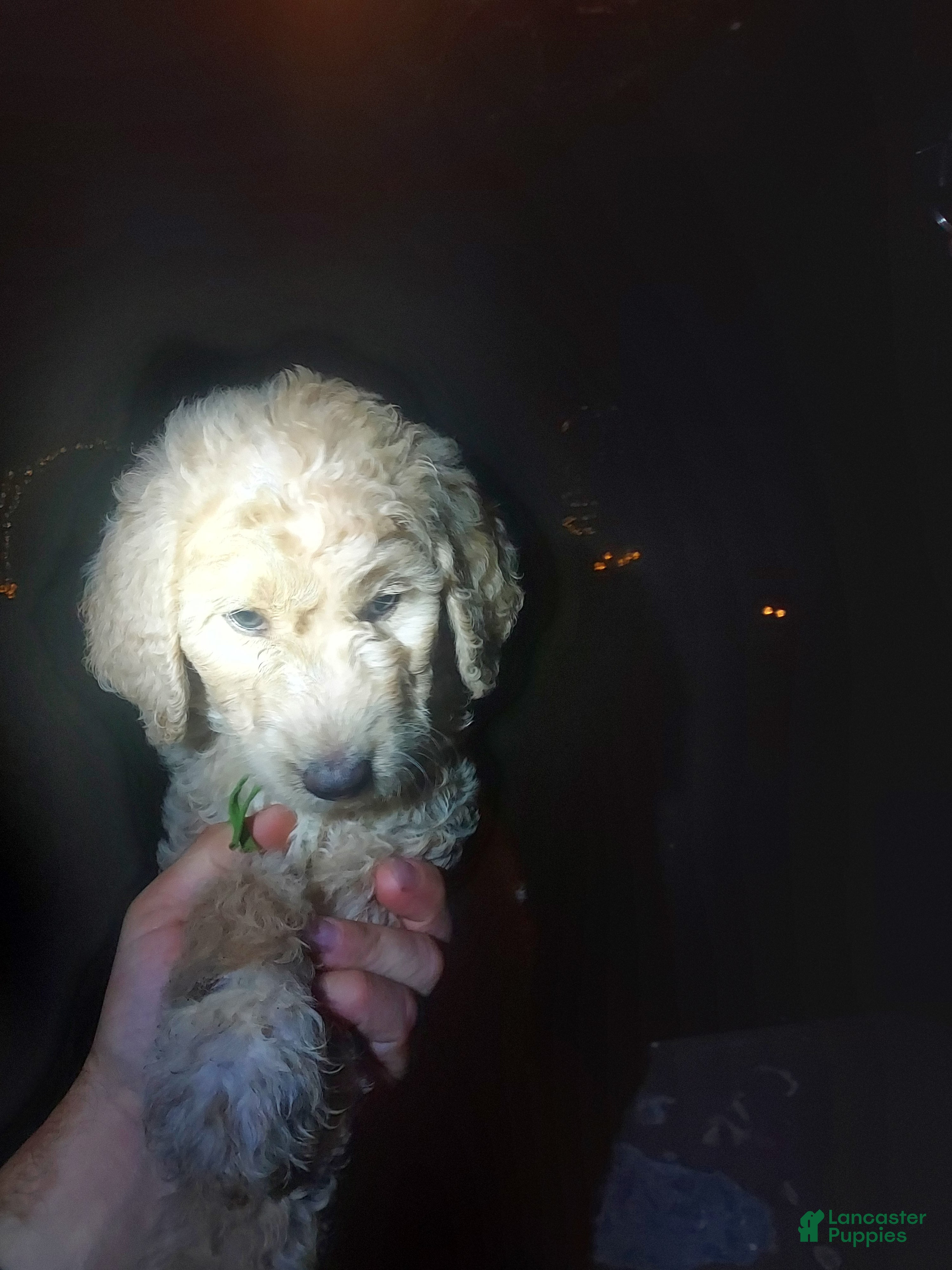 Goldendoodle dogs Goldendoodle Puppy 3 - Ad 15