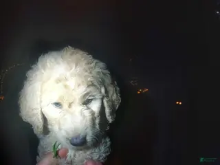 Goldendoodle dogs Goldendoodle Puppy 3 - Ad 15