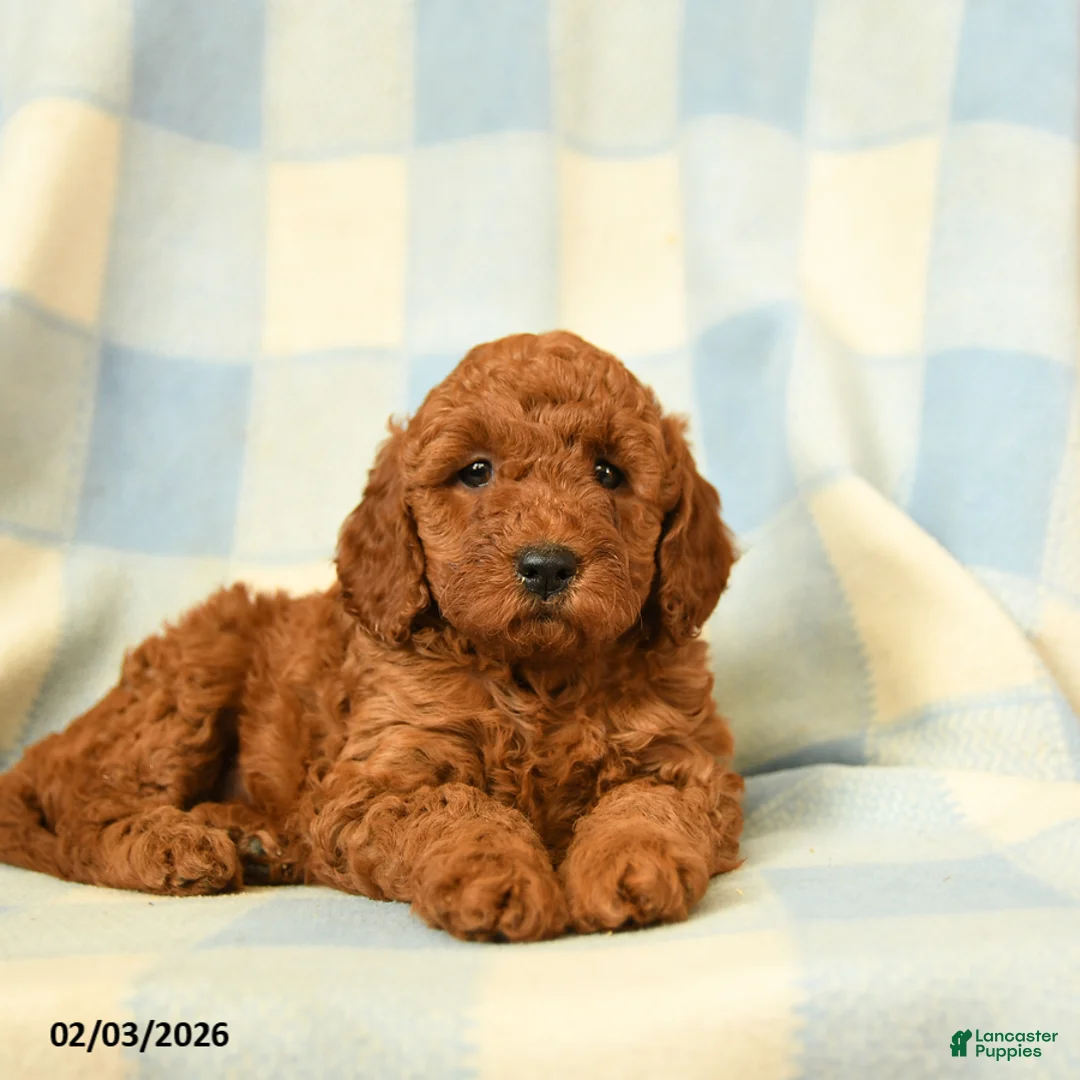 Miniature Poodle dogs for sale: Kenza - Ad 2