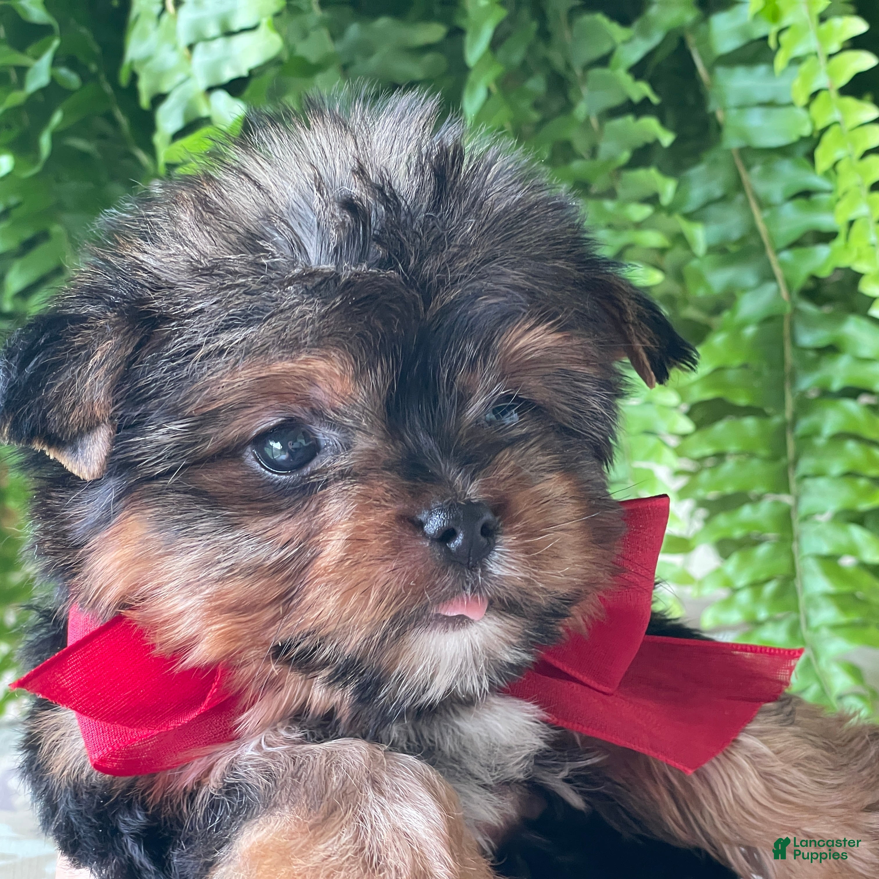 Yorkshire Terrier dogs Fido - Ad 1