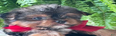 Fido