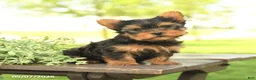 Yorkshire Terrier dogs for sale: Lucky - Ad 4