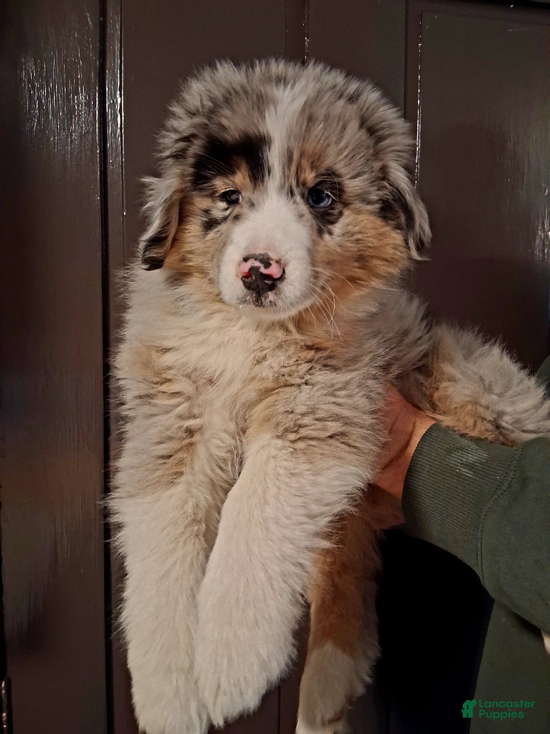 Miniature Australian Shepherd dogs for sale: Kasper - Ad 1