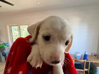 Miniature Dachshund dogs for sale: Pearl - Ad 2