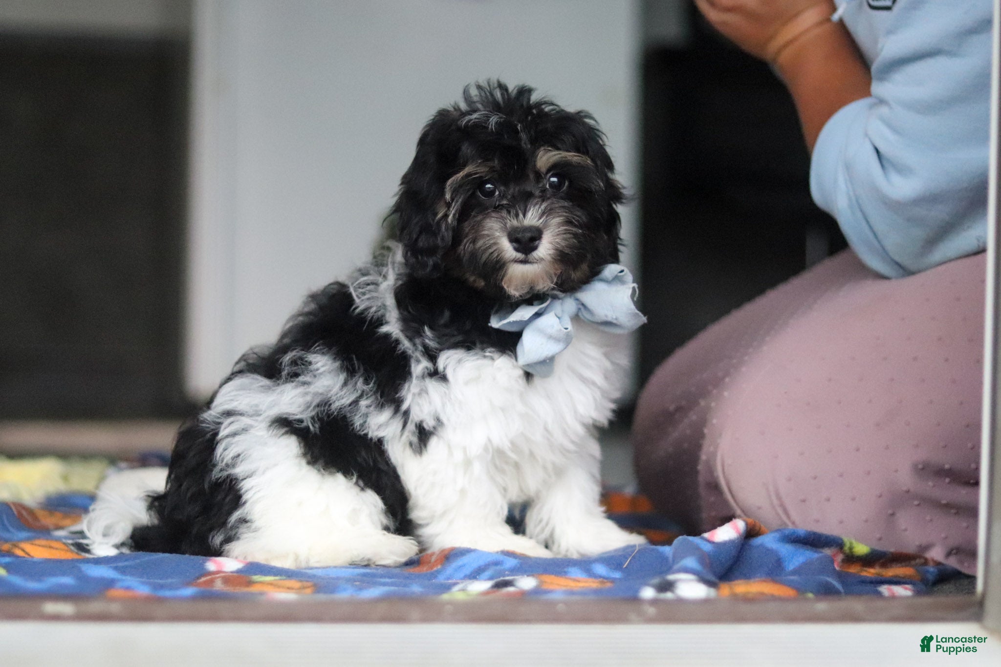 Havapoo dogs Joey - Ad 2