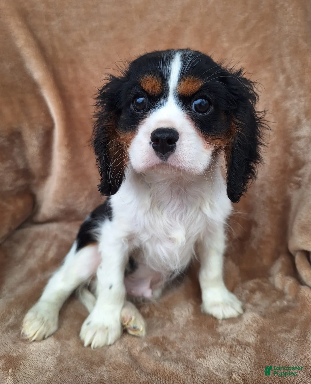 Cavalier King Charles Spaniel dogs for sale: Archie - Ad 2