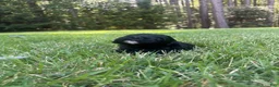 Goldendoodle dogs for sale: Luna - Ad 3