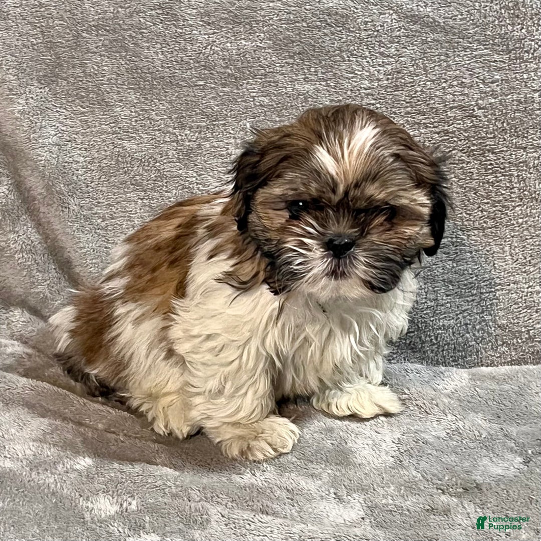 Shih Tzu dogs for sale: Henry - Ad 3