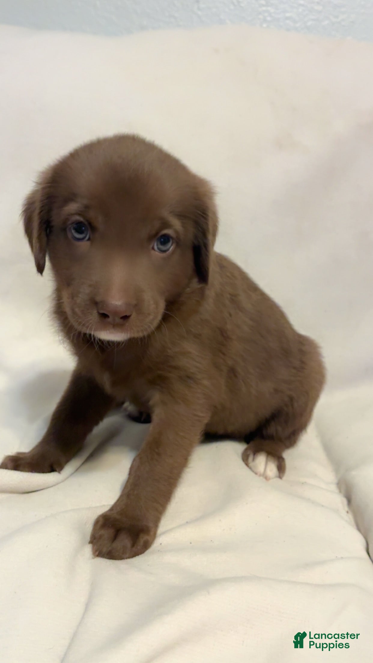 Mixed Breed dogs for sale: Mixed Breed 5 - Ad 1