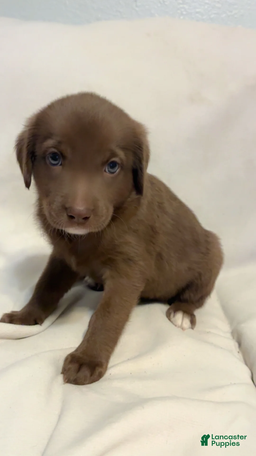 Mixed Breed dogs for sale: Mixed Breed 5 - Ad 1