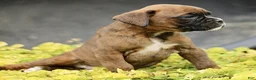 Boxer dogs for sale: Tristan  - Ad 3