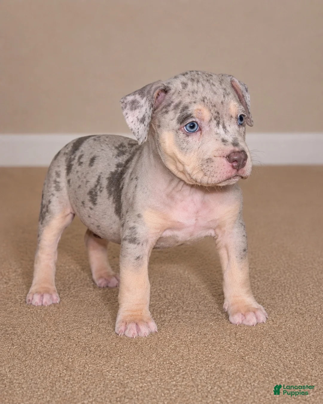 American Bully dogs for sale: Sokka  - Ad 1
