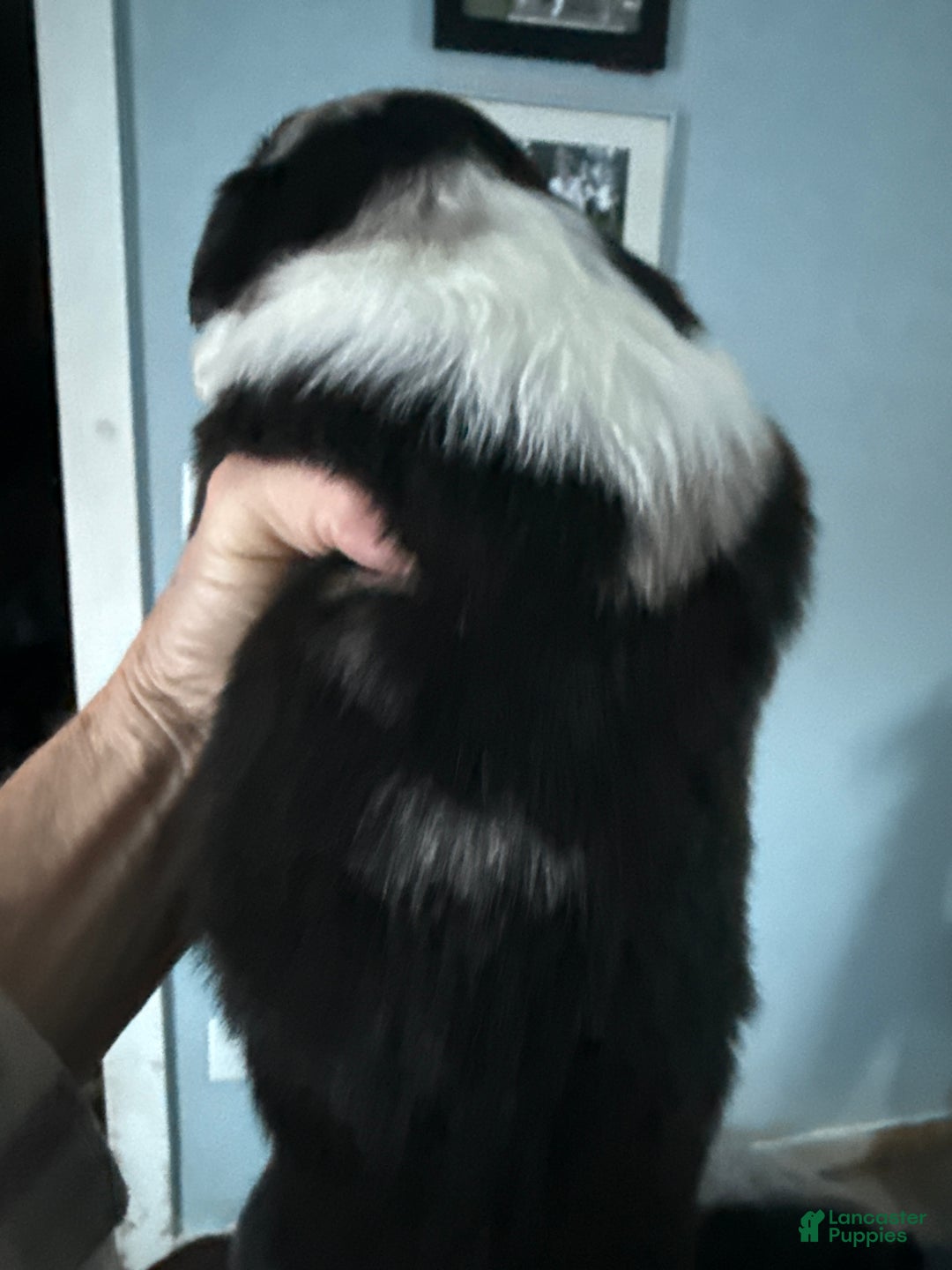 Australian Shepherd dogs for sale: Australian Shepherd Puppy 3 - Ad 3