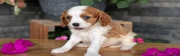 Cavalier King Charles Spaniel dogs for sale: Leo - Ad 5