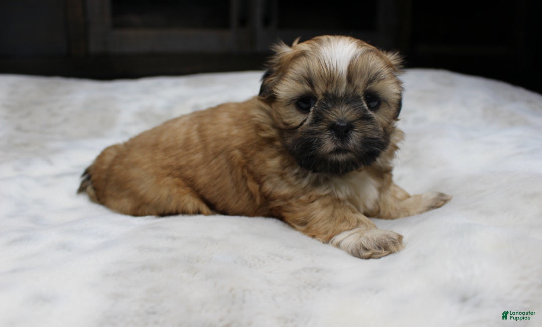 Shih Tzu dogs for sale: Claire - Ad 3