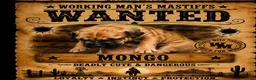 South African Boerboels dogs for sale: Mongo - Ad 1