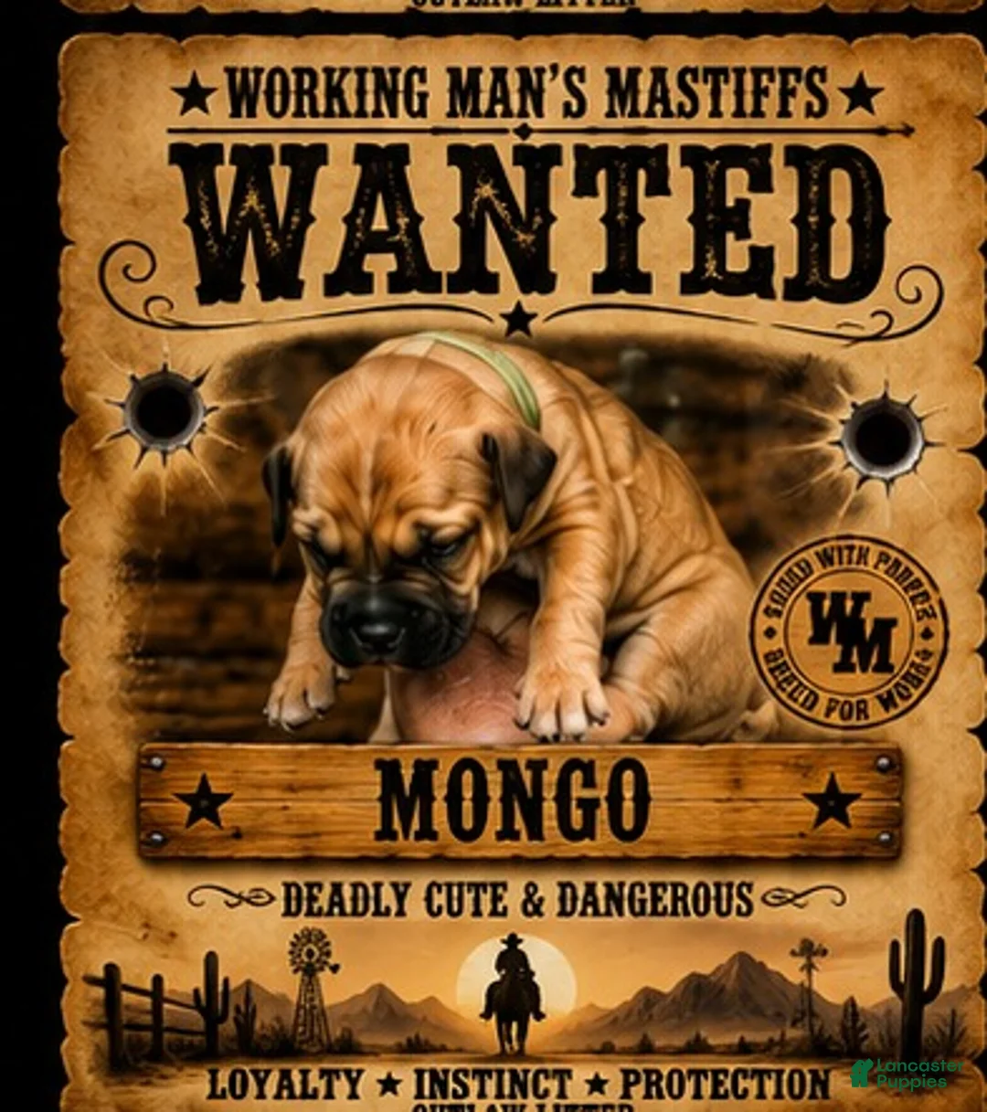 South African Boerboels dogs for sale: Mongo - Ad 1