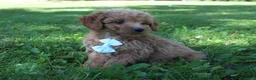 Mini Goldendoodle dogs for sale: Dante 💎 - Ad 3