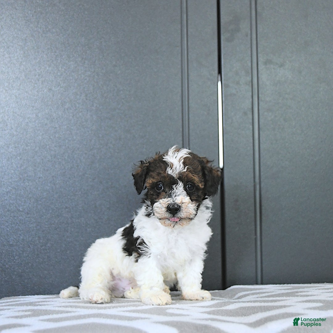 Miniature Poodle dogs for sale: Tucker Extra Small - Ad 6