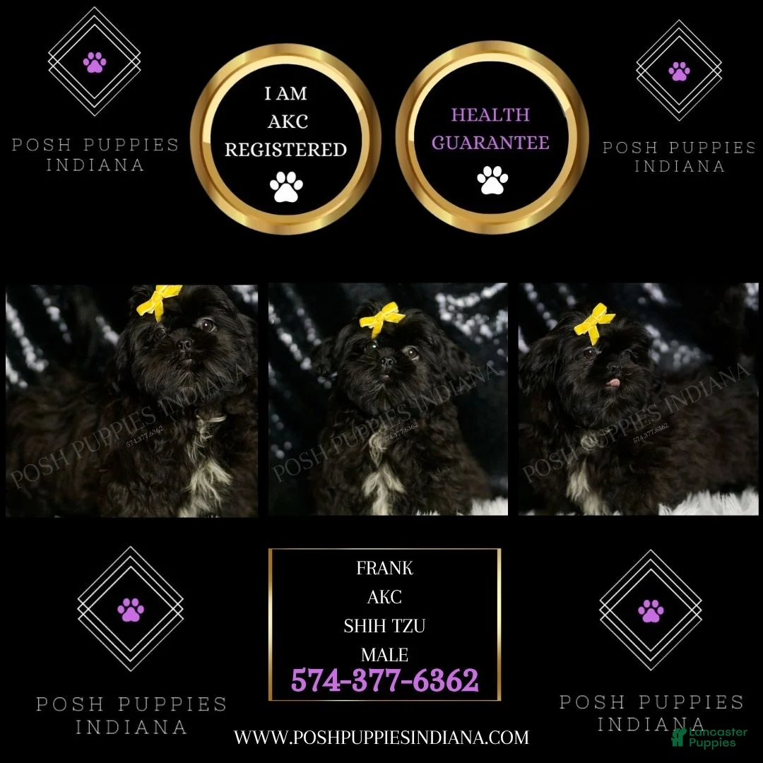 Shih Tzu dogs for sale: Frank - Ad 2