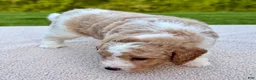 Goldendoodle dogs for sale: Buttons  - Ad 7