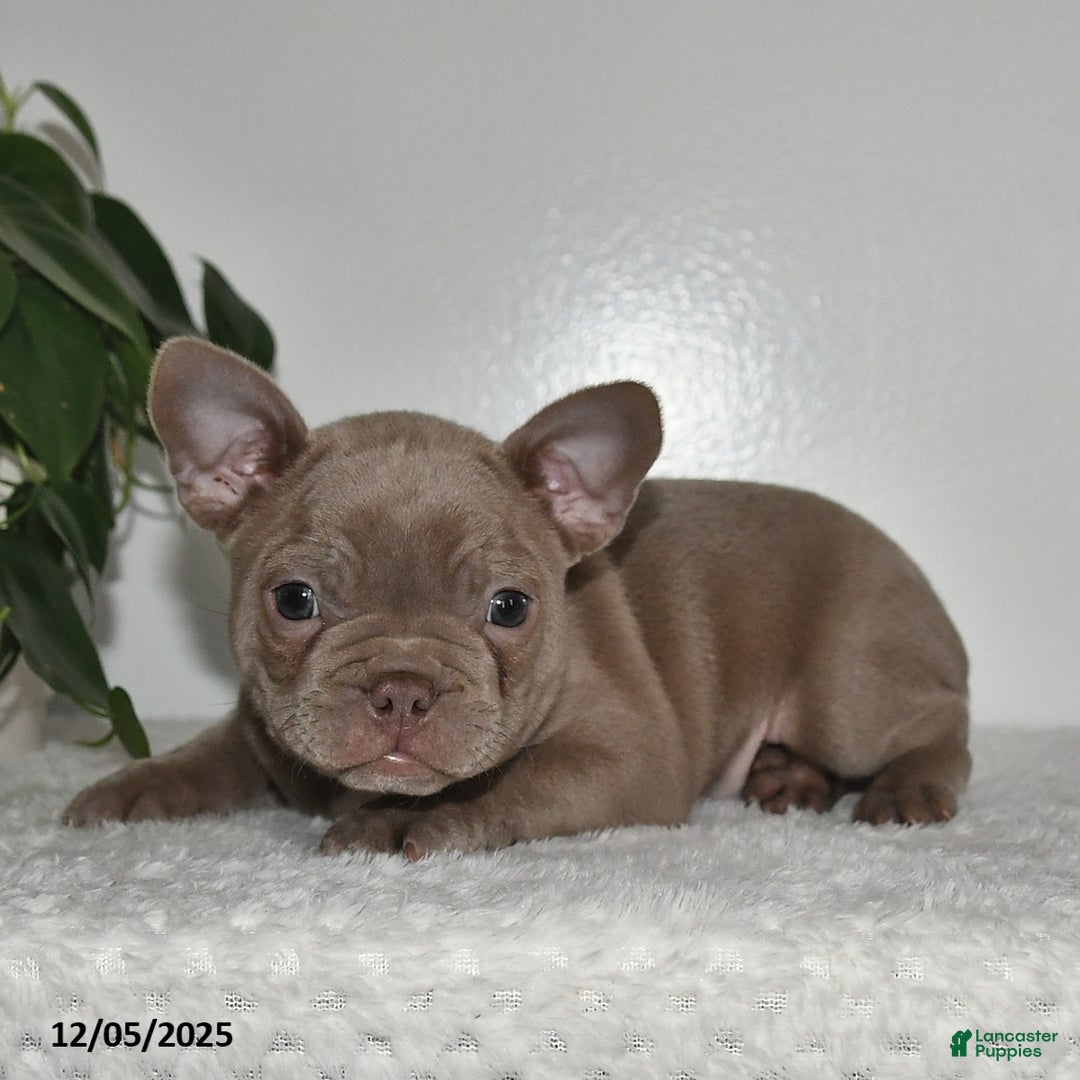 Frenchton dogs for sale: Denver - Ad 5